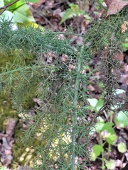 Colletia ulicina