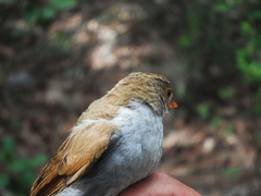 Catharus aurantiirostris
