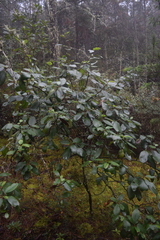 Cercocarpus macrophyllus