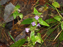 Galeopsis ladanum
