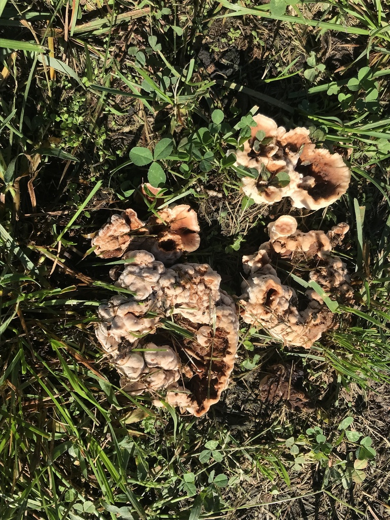 Blushing Rosette from Clifty Falls State Park, Madison, IN, US on