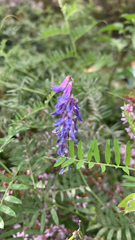 Vicia cracca