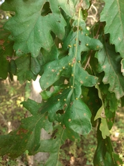Janetia cerris