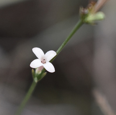 Asperula aristata scabra