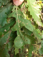 Janetia cerris