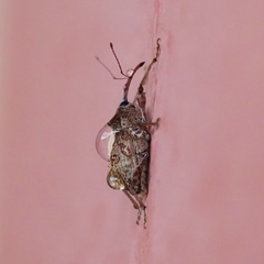 Curculio elephas