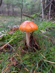 Amanita muscaria