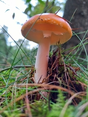Amanita muscaria