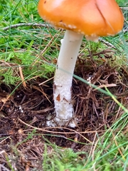 Amanita muscaria