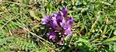 Gentianella campestris