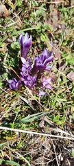 Gentianella campestris