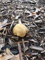 Russula pulverulenta