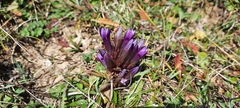 Gentianella campestris