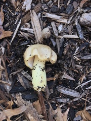 Russula pulverulenta