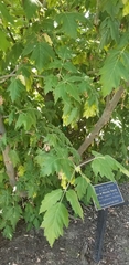 Acer negundo