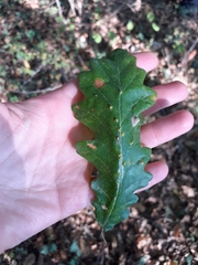 Janetia cerris