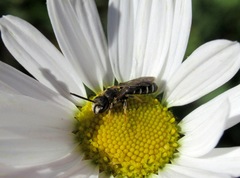 Halictus maculatus