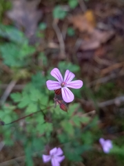 Geranium robertianum