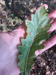 Janetia cerris