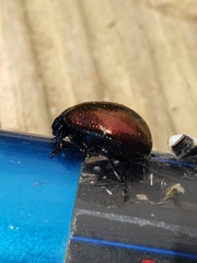 Chrysolina auripennis