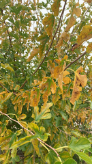 Morus alba