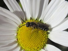 Halictus maculatus