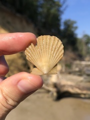 Chesapecten