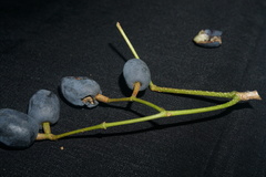 Chionanthus ramiflorus