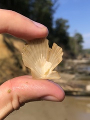 Chesapecten