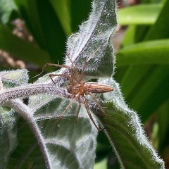 Peucetia rubrolineata