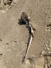 Leucoraja erinaceus
