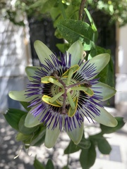 Passiflora caerulea