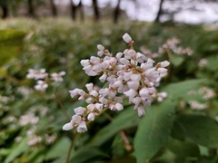 Koenigia campanulata