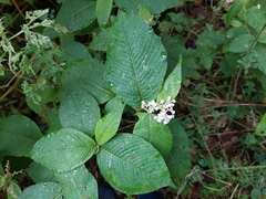 Koenigia campanulata