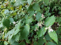 Koenigia campanulata