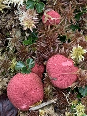 Suillus paluster
