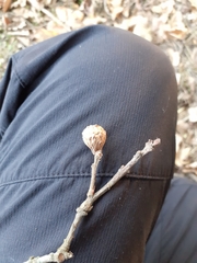 Andricus infectorius