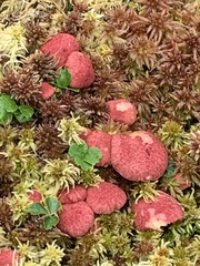 Suillus paluster
