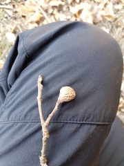 Andricus infectorius