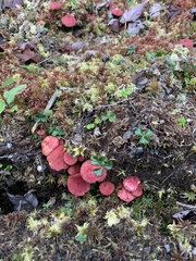 Suillus paluster