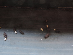 Tarentola mauritanica