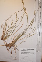 Carex ormostachya