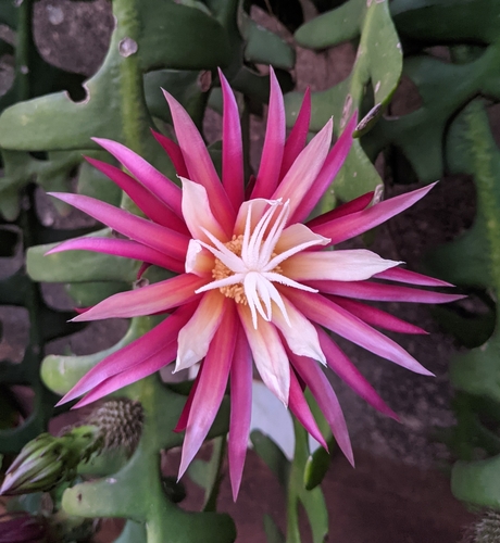 Selenicereus anthonyanus
