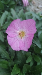 Oenothera speciosa