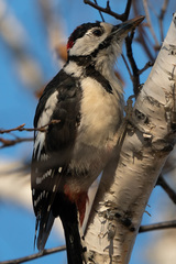 Dendrocopos major