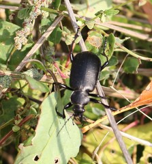 Calosoma maderae