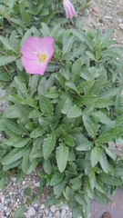 Oenothera speciosa