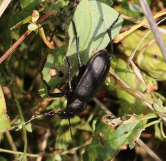 Calosoma maderae