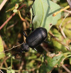 Calosoma maderae