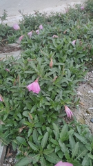 Oenothera speciosa